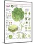 Infographic of the Parts of the Leaf, Classification and Gas Exchange with the Atmosphere-null-Mounted Poster