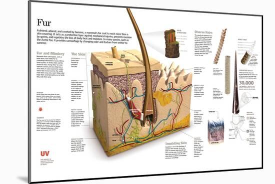 Infographic of the Skin and Coat Types of Mammals-null-Mounted Poster