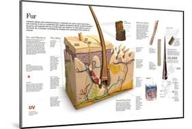 Infographic of the Skin and Coat Types of Mammals-null-Mounted Poster