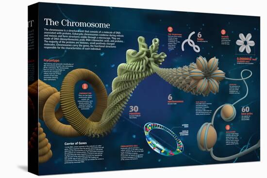 Infographic of the Structure and Function of Chromosomes-null-Stretched Canvas