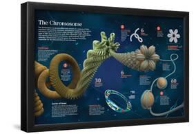 Infographic of the Structure and Function of Chromosomes-null-Framed Poster