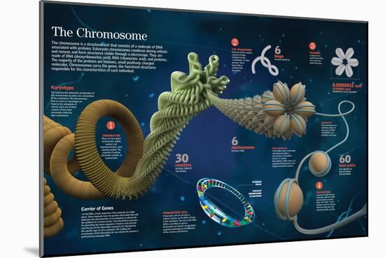 Infographic of the Structure and Function of Chromosomes-null-Mounted Poster