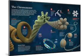 Infographic of the Structure and Function of Chromosomes-null-Mounted Poster