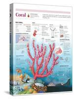 Infographic of the Structure, Habitat and Reproductive Cycle of the Coral-null-Stretched Canvas