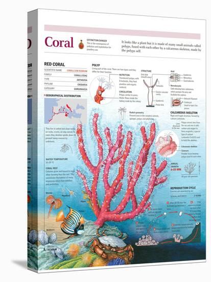 Infographic of the Structure, Habitat and Reproductive Cycle of the Coral-null-Stretched Canvas