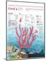 Infographic of the Structure, Habitat and Reproductive Cycle of the Coral-null-Mounted Poster