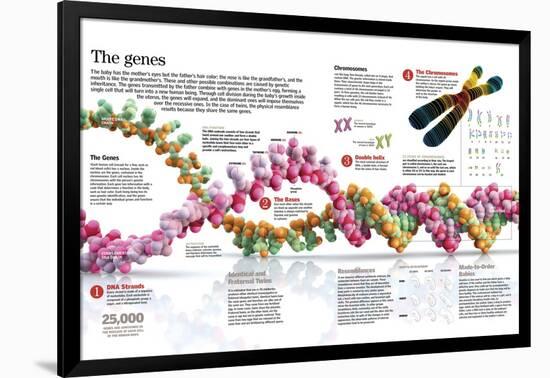 Infographic of the Structure of Dna and the Mechanism of Genetic Inheritance in People-null-Framed Poster