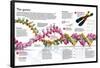 Infographic of the Structure of Dna and the Mechanism of Genetic Inheritance in People-null-Framed Standard Poster