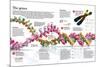 Infographic of the Structure of Dna and the Mechanism of Genetic Inheritance in People-null-Mounted Standard Poster