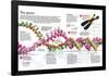 Infographic of the Structure of Dna and the Mechanism of Genetic Inheritance in People-null-Framed Standard Poster