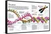 Infographic of the Structure of Dna and the Mechanism of Genetic Inheritance in People-null-Framed Stretched Canvas