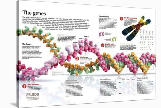 Infographic of the Structure of Dna and the Mechanism of Genetic Inheritance in People-null-Stretched Canvas