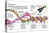 Infographic of the Structure of Dna and the Mechanism of Genetic Inheritance in People-null-Stretched Canvas