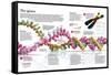 Infographic of the Structure of Dna and the Mechanism of Genetic Inheritance in People-null-Framed Stretched Canvas