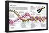 Infographic of the Structure of Dna and the Mechanism of Genetic Inheritance in People-null-Framed Poster