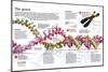 Infographic of the Structure of Dna and the Mechanism of Genetic Inheritance in People-null-Mounted Poster