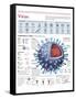 Infographic of the Structure of the Influenza Virus, the Classification and their Replication-null-Framed Stretched Canvas