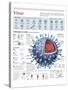 Infographic of the Structure of the Influenza Virus, the Classification and their Replication-null-Stretched Canvas