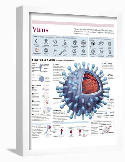 Infographic of the Structure of the Influenza Virus, the Classification and their Replication-null-Framed Poster