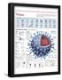 Infographic of the Structure of the Influenza Virus, the Classification and their Replication-null-Framed Poster