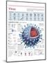 Infographic of the Structure of the Influenza Virus, the Classification and their Replication-null-Mounted Poster