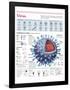 Infographic of the Structure of the Influenza Virus, the Classification and their Replication-null-Framed Poster