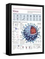 Infographic of the Structure of the Influenza Virus, the Classification and their Replication-null-Framed Stretched Canvas