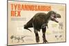 Infographic of the Tyrannosaurus Rex, a Carnivorous Dinosaur from the Cretaceous Period-null-Mounted Poster