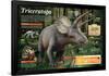 Infographic of Triceratops, an Herbivorous Dinosaur That Lived During the Late Cretaceous Period-null-Framed Poster