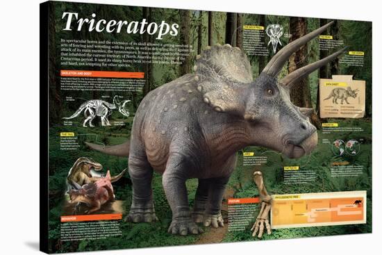 Infographic of Triceratops, an Herbivorous Dinosaur That Lived During the Late Cretaceous Period-null-Stretched Canvas