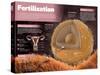 Infographic on Fertilization, the Starting Point for the Development of Pregnancy-null-Stretched Canvas