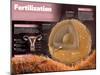 Infographic on Fertilization, the Starting Point for the Development of Pregnancy-null-Mounted Poster