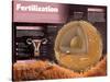 Infographic on Fertilization, the Starting Point for the Development of Pregnancy-null-Stretched Canvas