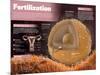 Infographic on Fertilization, the Starting Point for the Development of Pregnancy-null-Mounted Poster