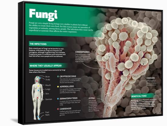 Infographic on Fungi, Simple Living Things Similar to Plants-null-Framed Stretched Canvas