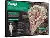 Infographic on Fungi, Simple Living Things Similar to Plants-null-Framed Stretched Canvas