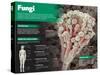 Infographic on Fungi, Simple Living Things Similar to Plants-null-Stretched Canvas