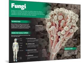 Infographic on Fungi, Simple Living Things Similar to Plants-null-Mounted Poster