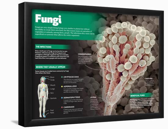 Infographic on Fungi, Simple Living Things Similar to Plants-null-Framed Poster