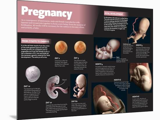 Infographic on Pregnancy-null-Mounted Poster