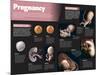 Infographic on Pregnancy-null-Mounted Poster