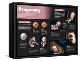 Infographic on Pregnancy-null-Framed Stretched Canvas