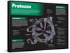 Infographic on Protozoa, Single-Celled Microscopic Organisms-null-Framed Stretched Canvas