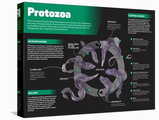 Infographic on Protozoa, Single-Celled Microscopic Organisms-null-Stretched Canvas