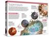 Infographic on Supernovae, Extraordinary Explosions of Giant Stars-null-Stretched Canvas