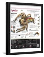 Infographic on the Anatomy and Diet of Spiders and How They Spin their Webs-null-Framed Poster