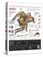 Infographic on the Anatomy and Diet of Spiders and How They Spin their Webs-null-Stretched Canvas