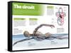 Infographic on the Circulatory System, Detail of the Blood Flow-null-Framed Stretched Canvas