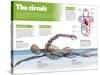 Infographic on the Circulatory System, Detail of the Blood Flow-null-Stretched Canvas