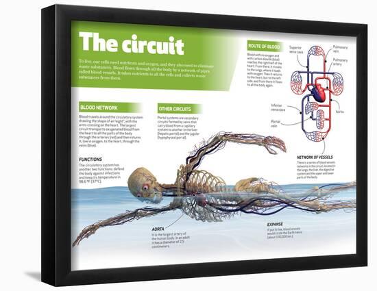 Infographic on the Circulatory System, Detail of the Blood Flow-null-Framed Poster